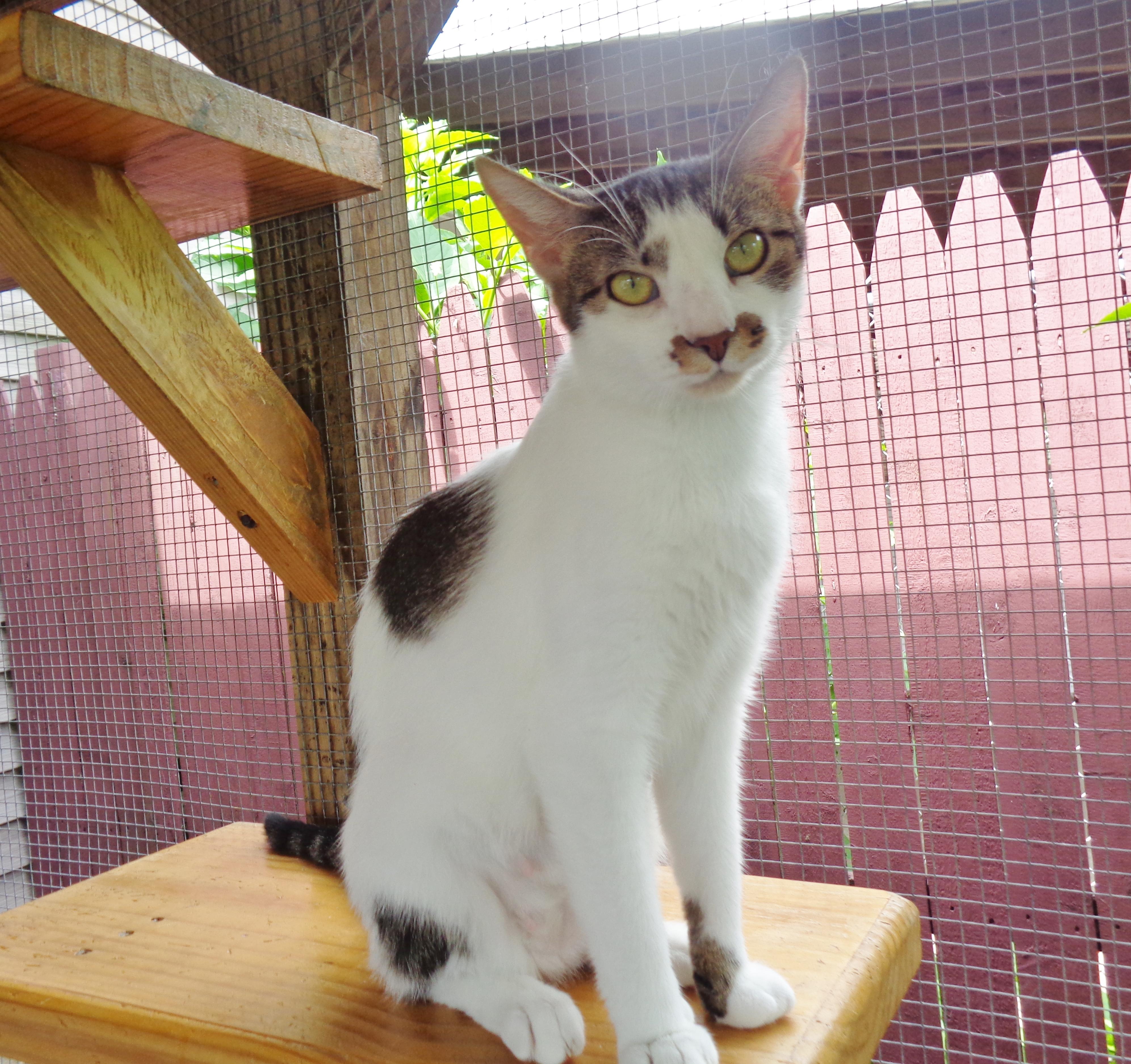 ALLEY, a ADOPTABLE Tiger in Delhi, NY image 1/6