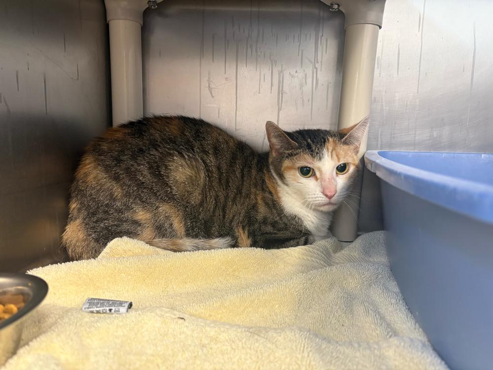 Pixie, a Adoptable mixed breed in Bowling Green, OH image 1/2