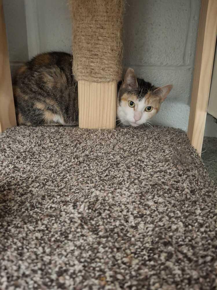 Pixie, a Adoptable mixed breed in Bowling Green, OH image 2/2