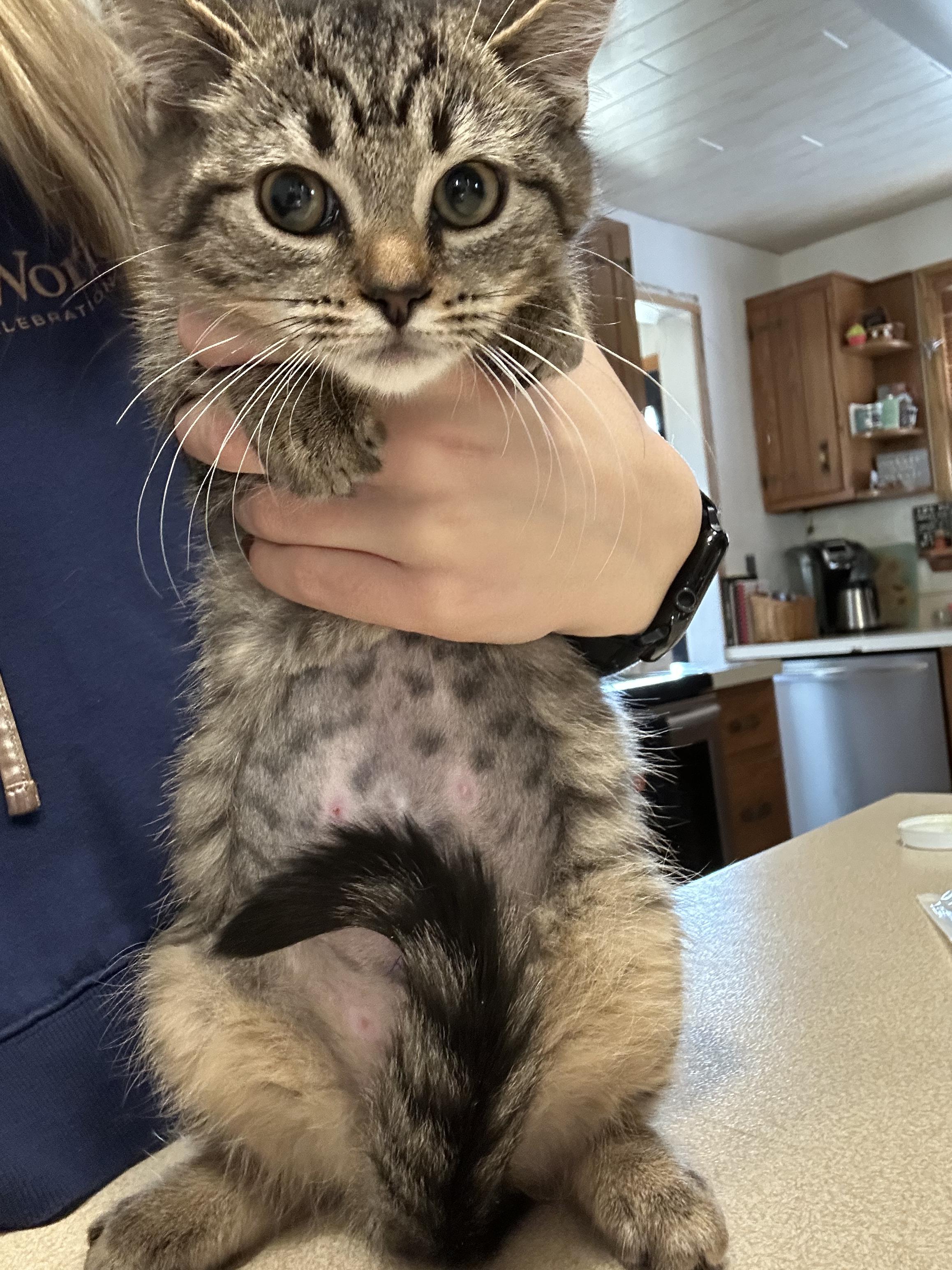 Brina, Adoptable, Kitten Female Domestic Medium Hair.