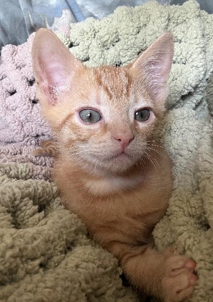 Tig, an adopted American Shorthair in Lafayette, LA image 5/6