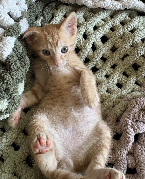 Tig, an adopted American Shorthair in Lafayette, LA image 4/6