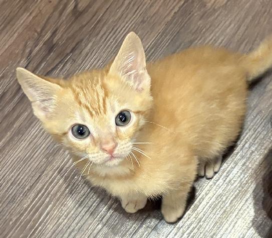 Tig, an adopted American Shorthair in Lafayette, LA image 3/6