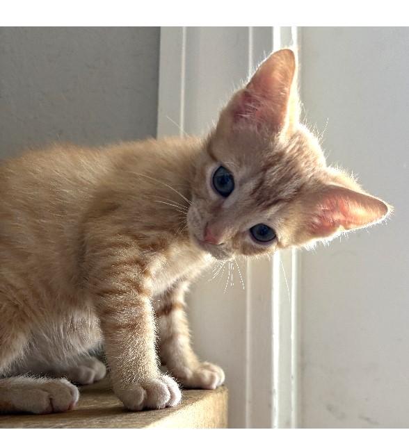 Tig, an adopted American Shorthair in Lafayette, LA image 1/6