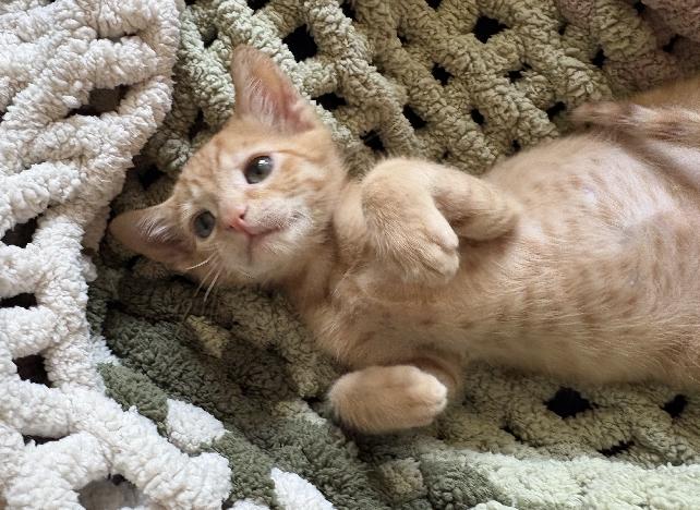 Tig, an adopted American Shorthair in Lafayette, LA image 2/6