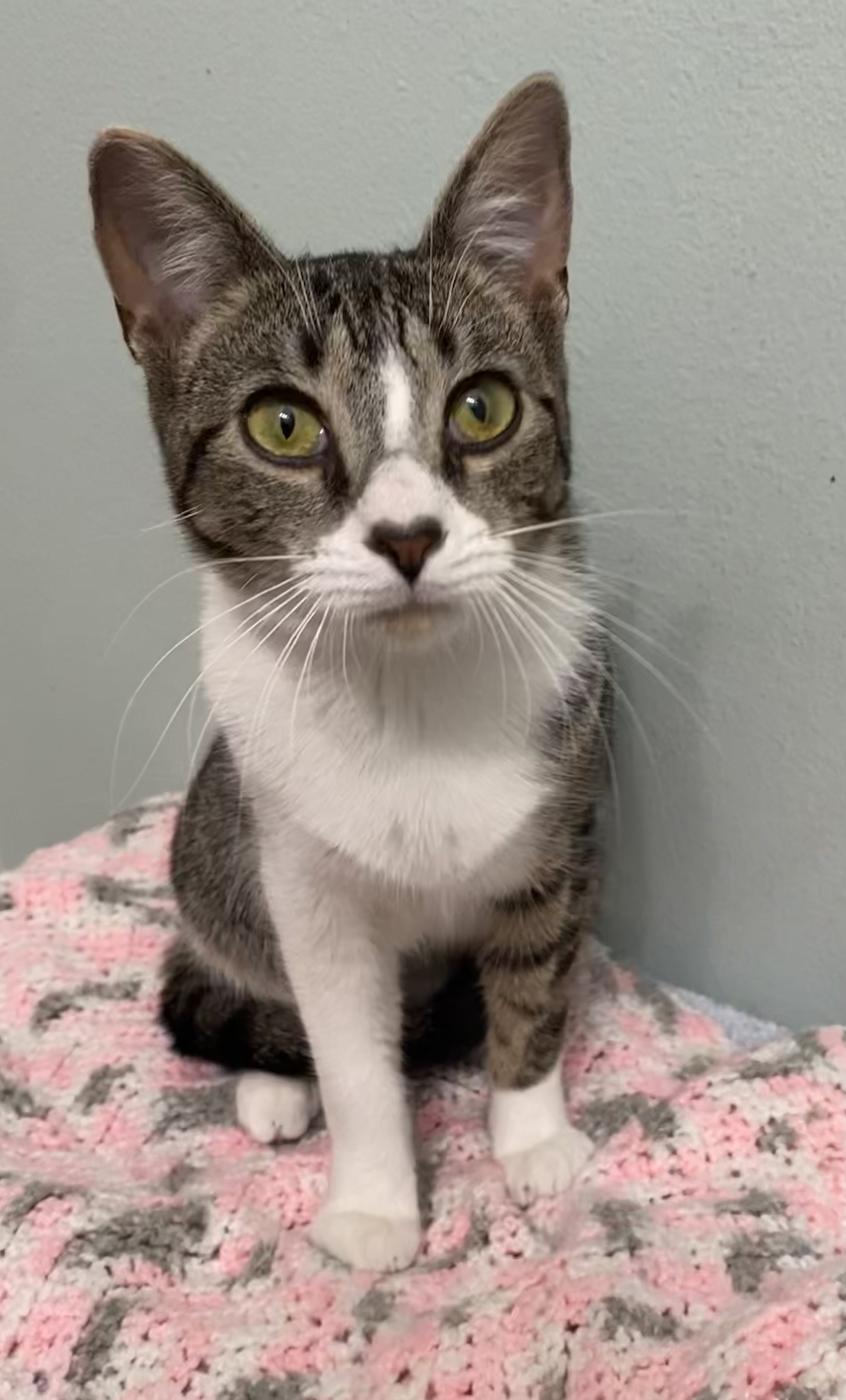 Enlarge Carlita, a Adoptable mixed breed in Brooksville, FL image 1/6