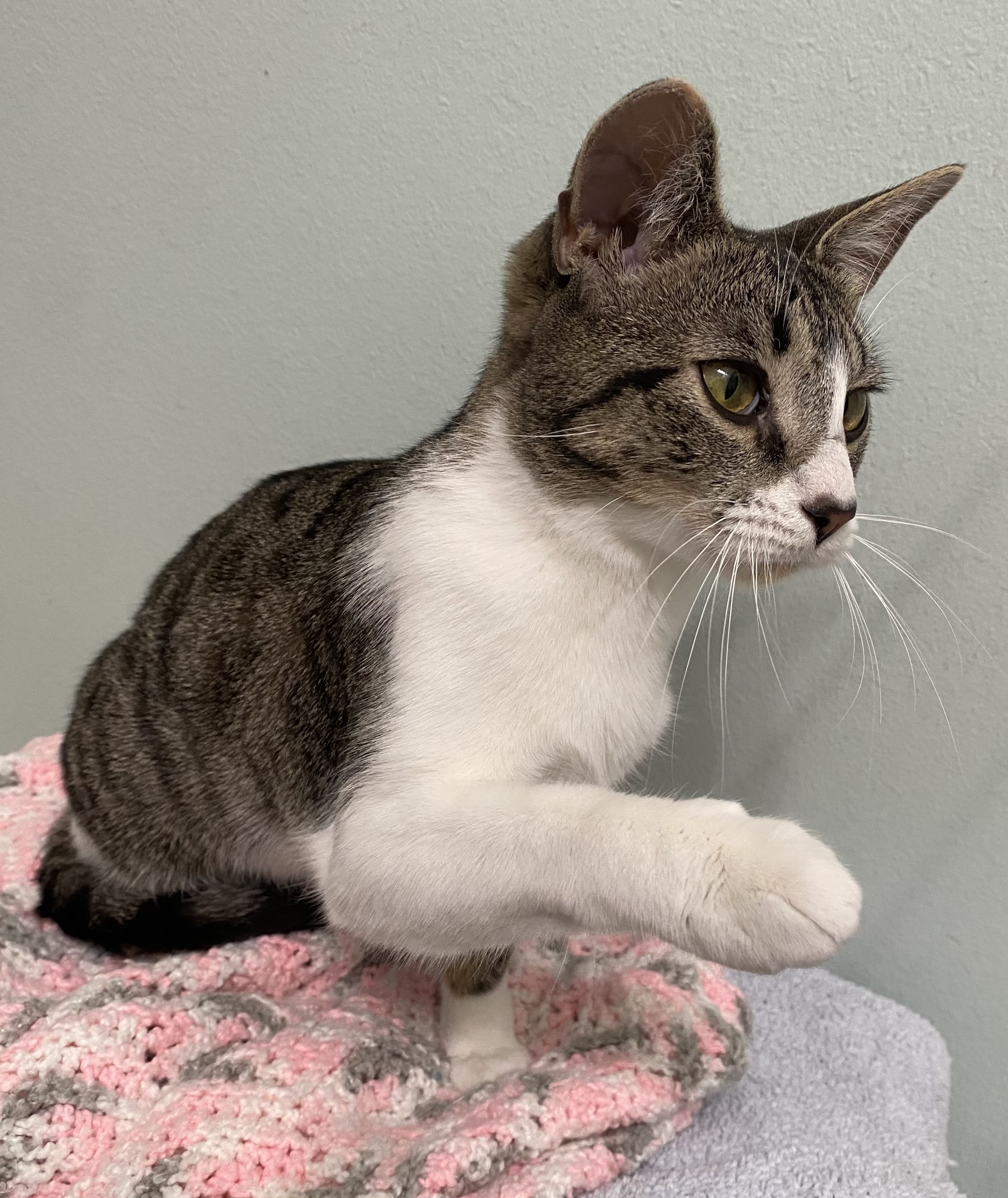 Enlarge Carlita, a Adoptable mixed breed in Brooksville, FL image 2/6