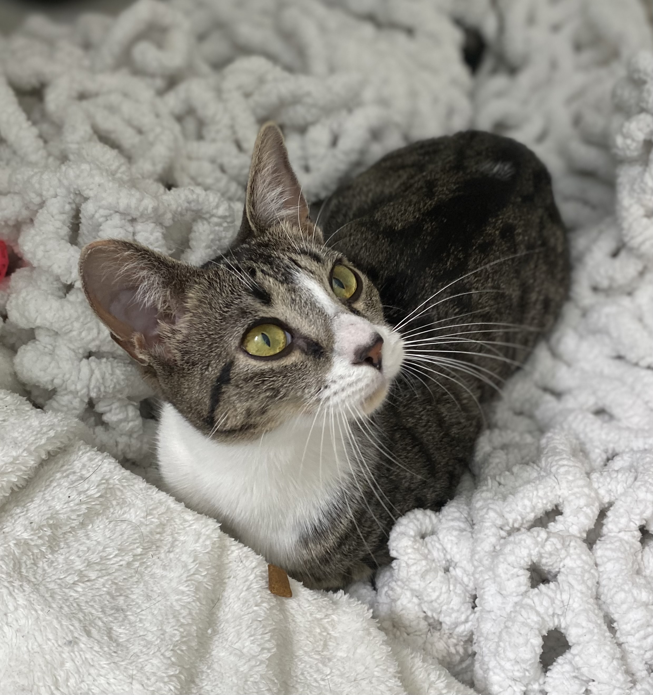 Enlarge Carlita, a Adoptable mixed breed in Brooksville, FL image 3/6