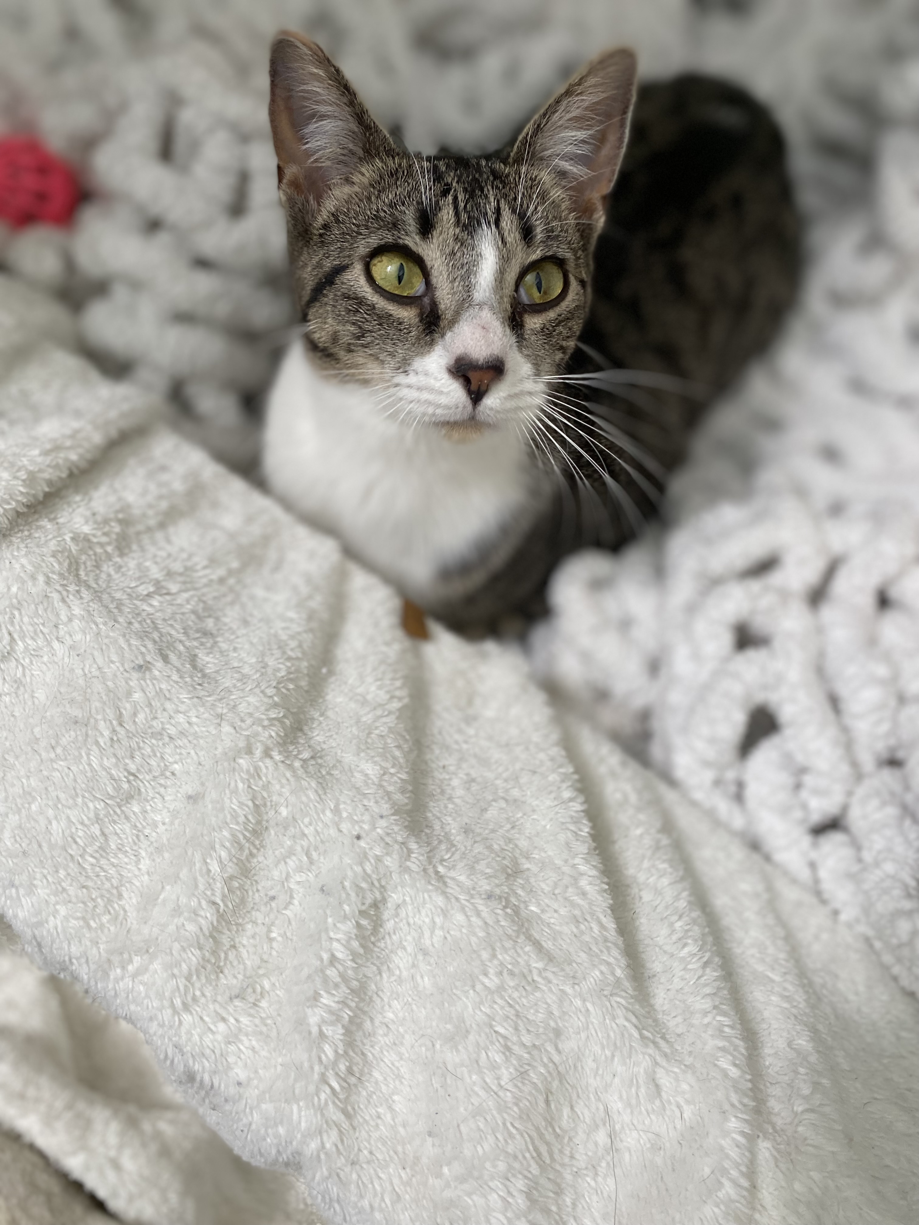 Enlarge Carlita, a Adoptable mixed breed in Brooksville, FL image 4/6