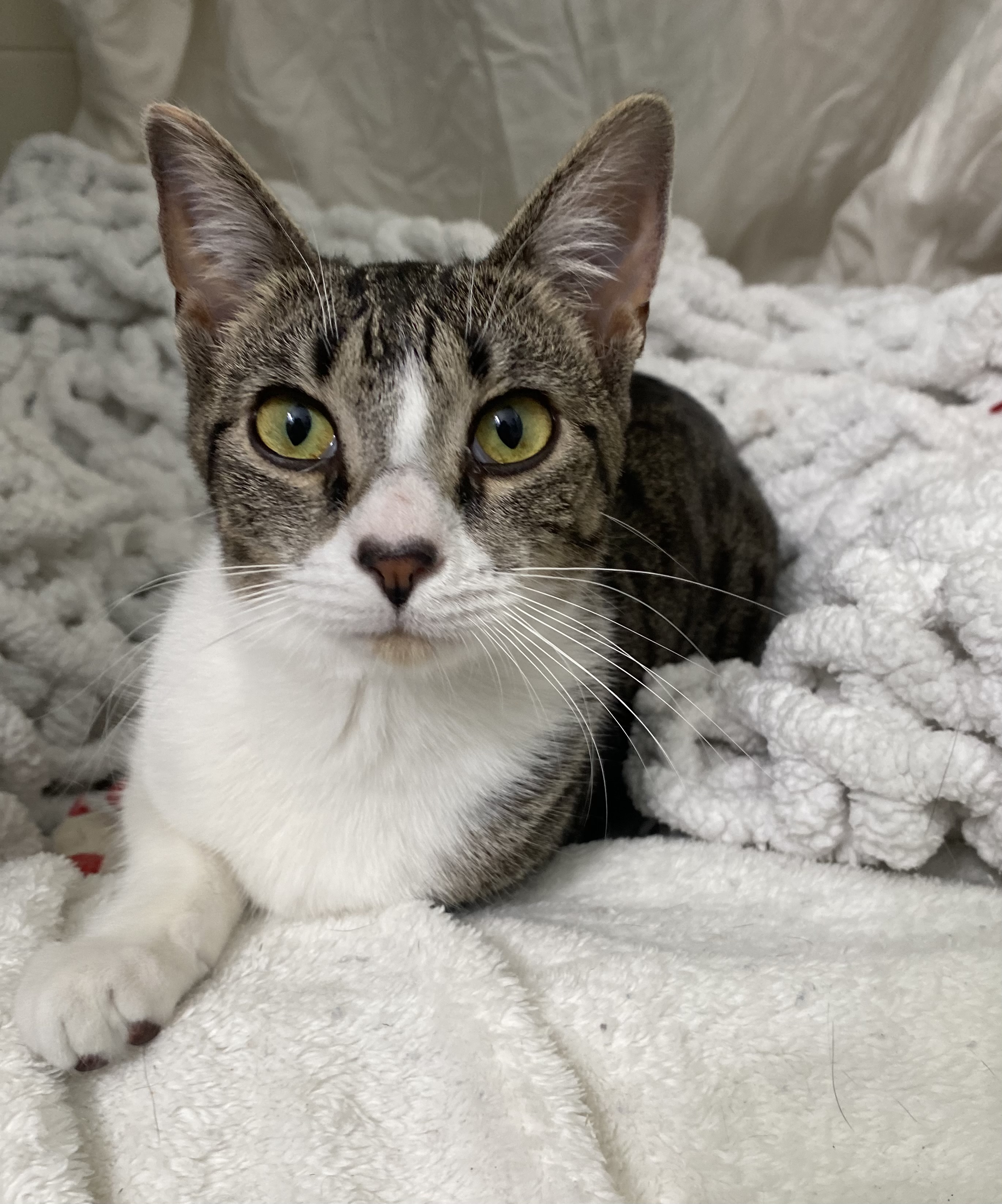 Enlarge Carlita, a Adoptable mixed breed in Brooksville, FL image 5/6