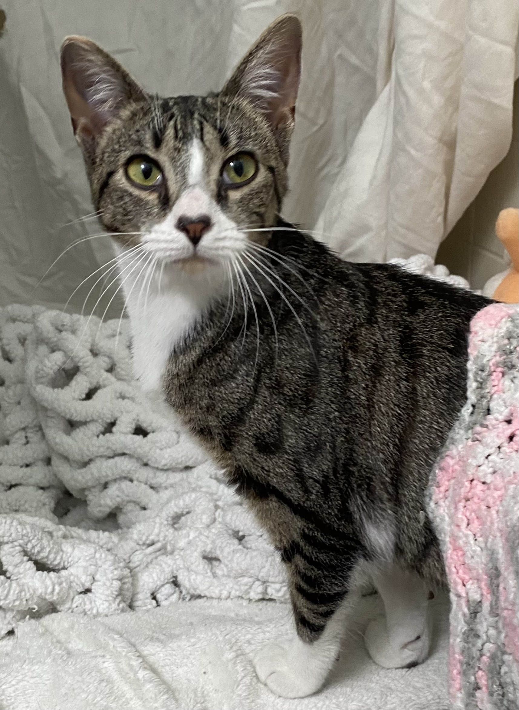 Enlarge Carlita, a Adoptable mixed breed in Brooksville, FL image 6/6