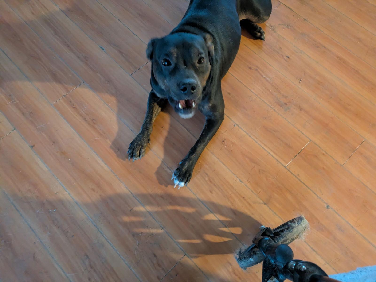 Bella, Adoptable, Puppy Female American Staffordshire Terrier.