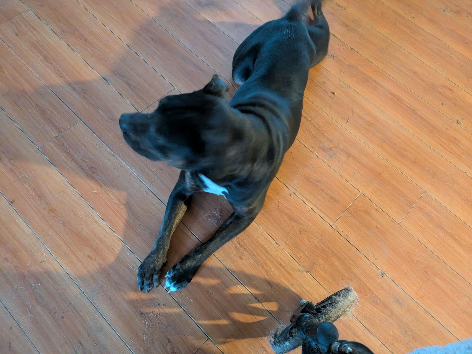 Bella, a Adoptable American Staffordshire Terrier in Orange Grove, TX image 2/3