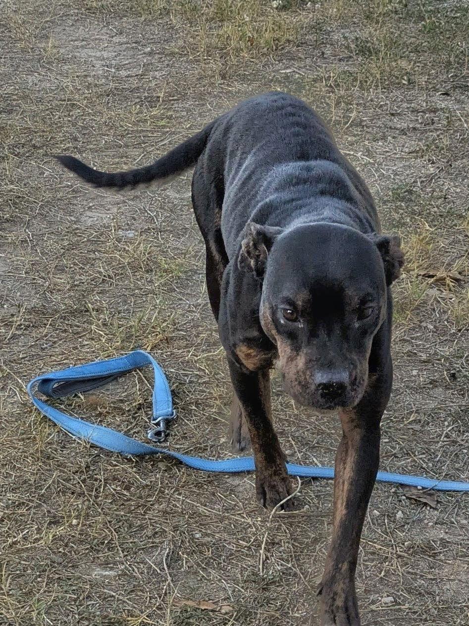 Enlarge Bella, a Adoptable American Staffordshire Terrier in Orange Grove, TX image 2/3