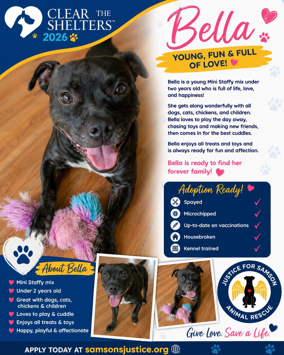Enlarge Bella, a Adoptable American Staffordshire Terrier in Falfurrias, TX image 3/3