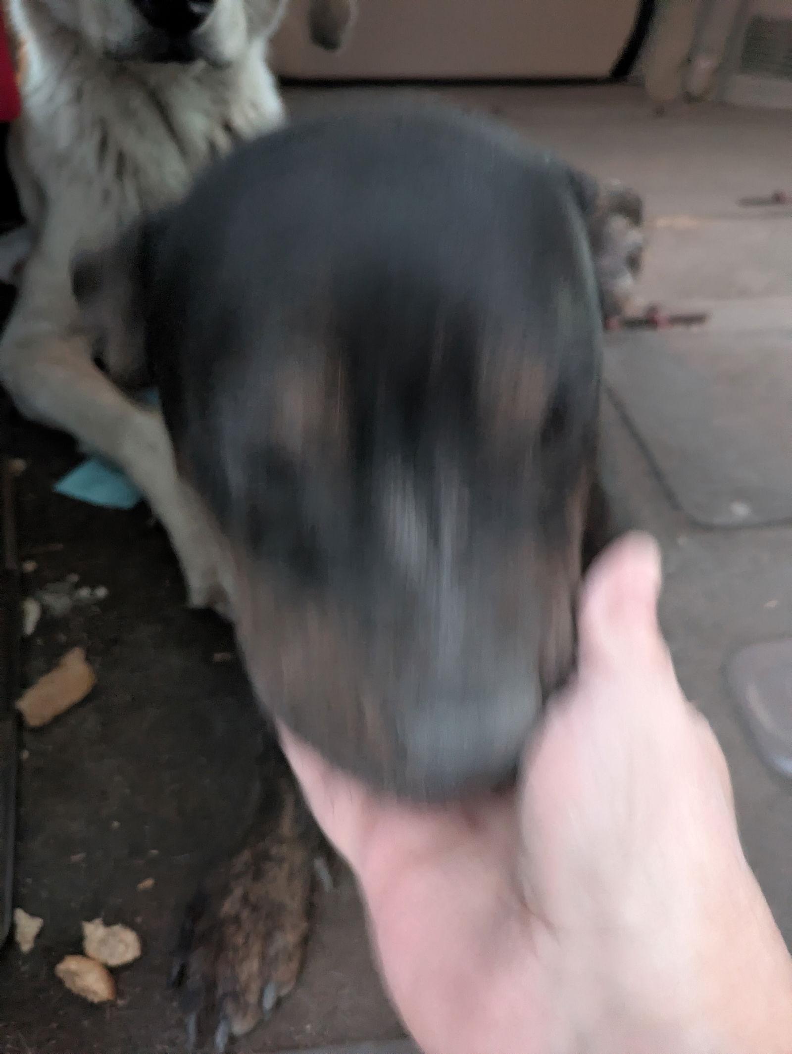 Bella, Adoptable, Puppy Female American Staffordshire Terrier.