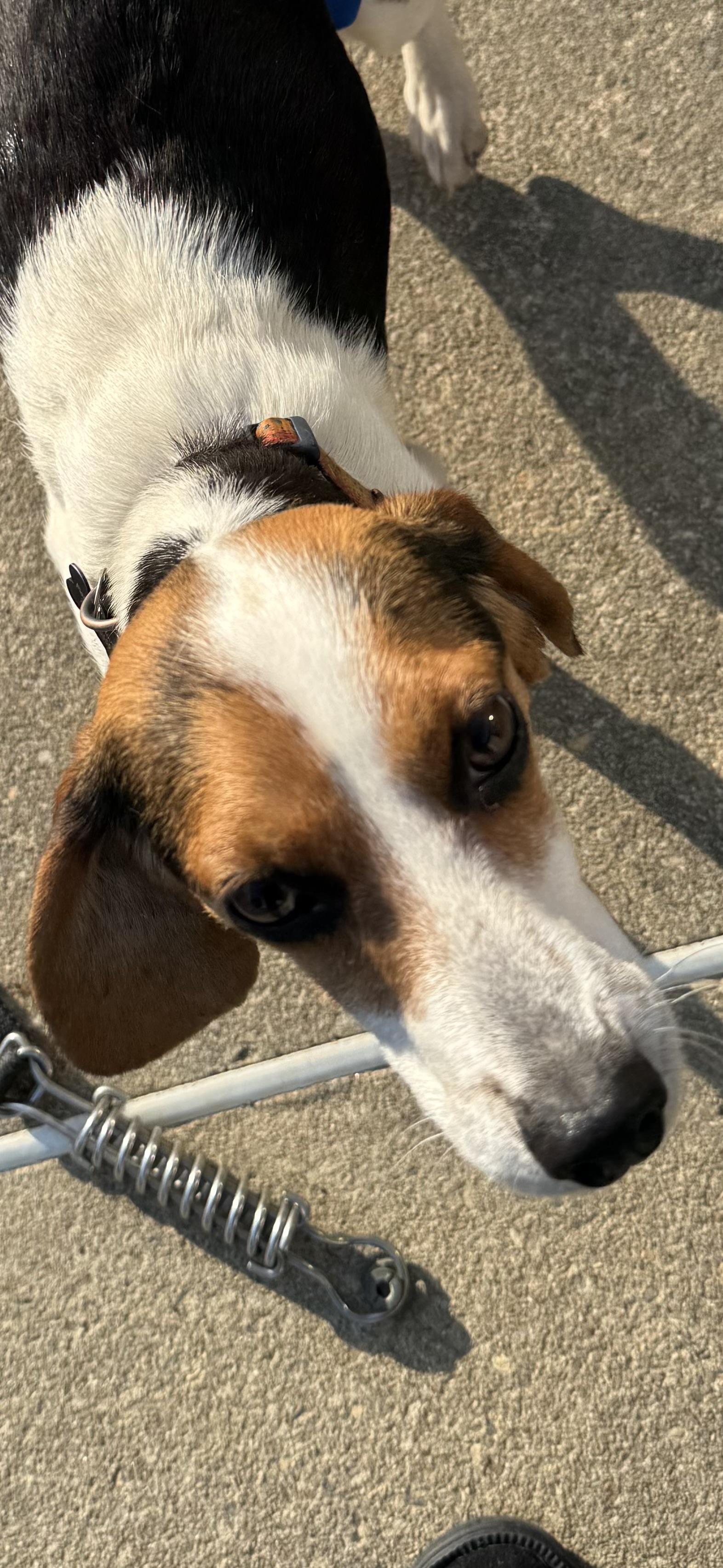 Enlarge Peaches, a ADOPTABLE Beagle in Grandy, NC image 1/3