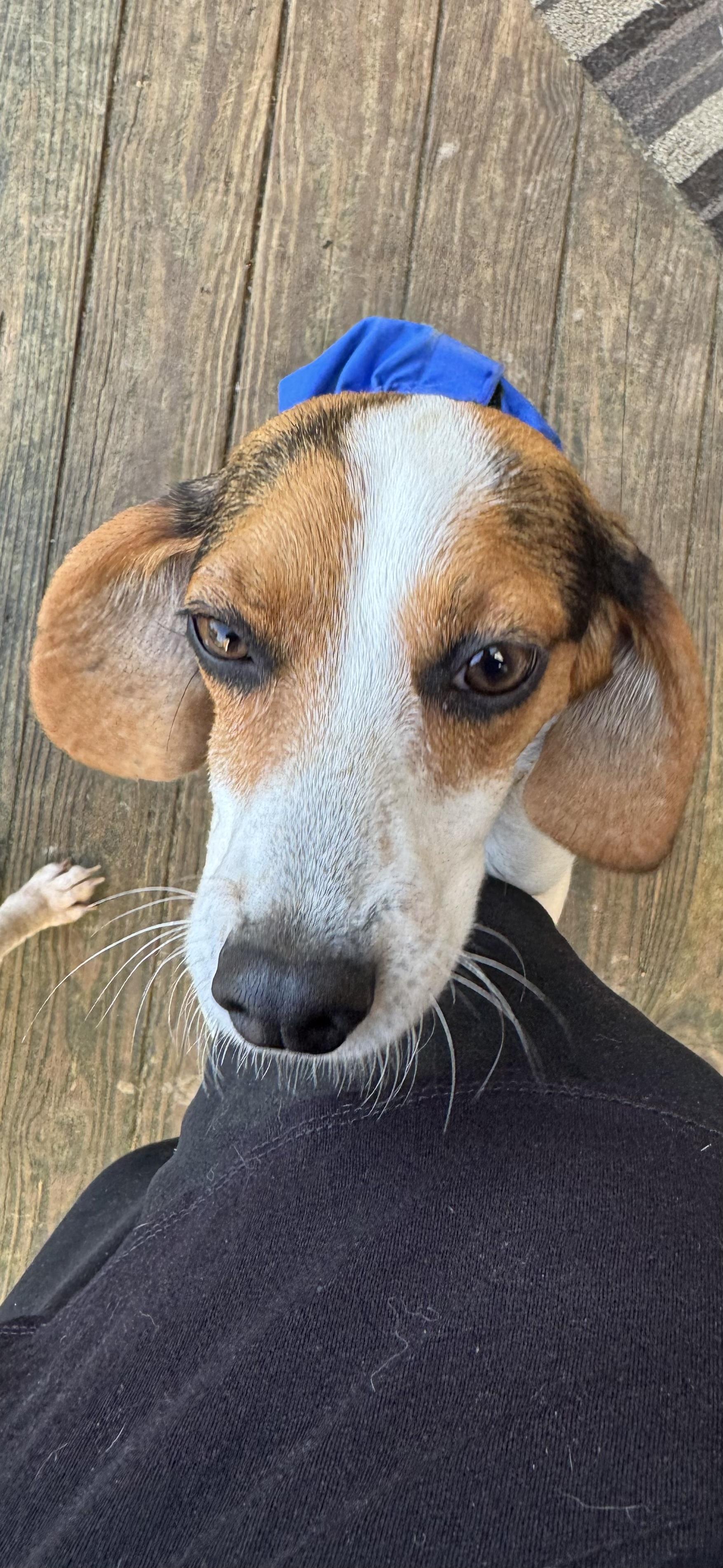 Enlarge Peaches, a ADOPTABLE Beagle in Grandy, NC image 2/3
