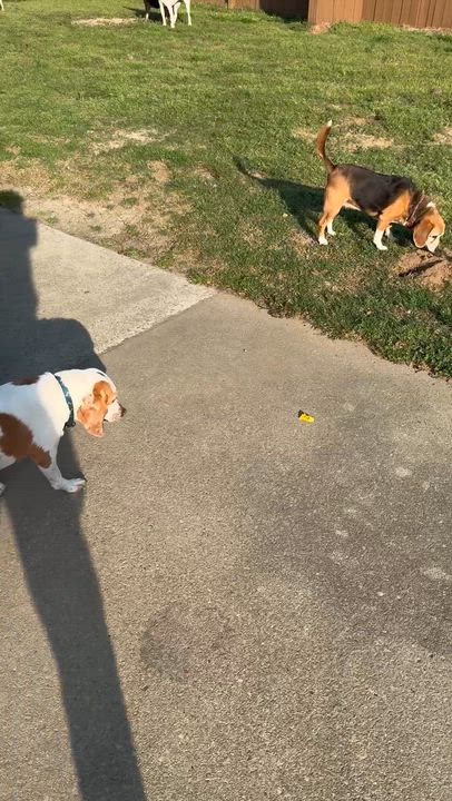 Enlarge Peaches, a ADOPTABLE Beagle in Grandy, NC video 3/3