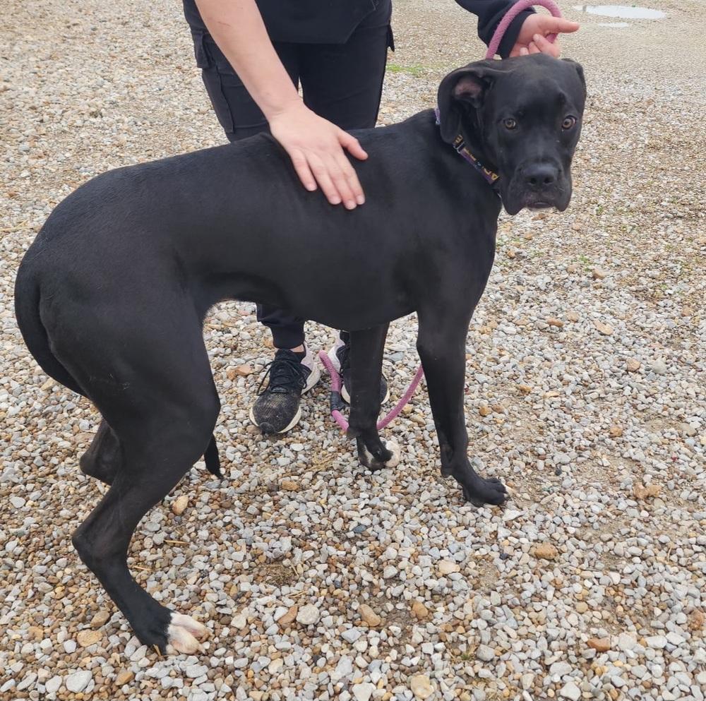 Enlarge Chipmunk, a Adoptable mixed breed in Evansville, IN image 1/6