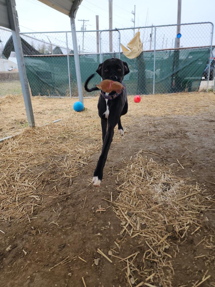 Enlarge Chipmunk, a Adoptable mixed breed in Evansville, IN image 2/6