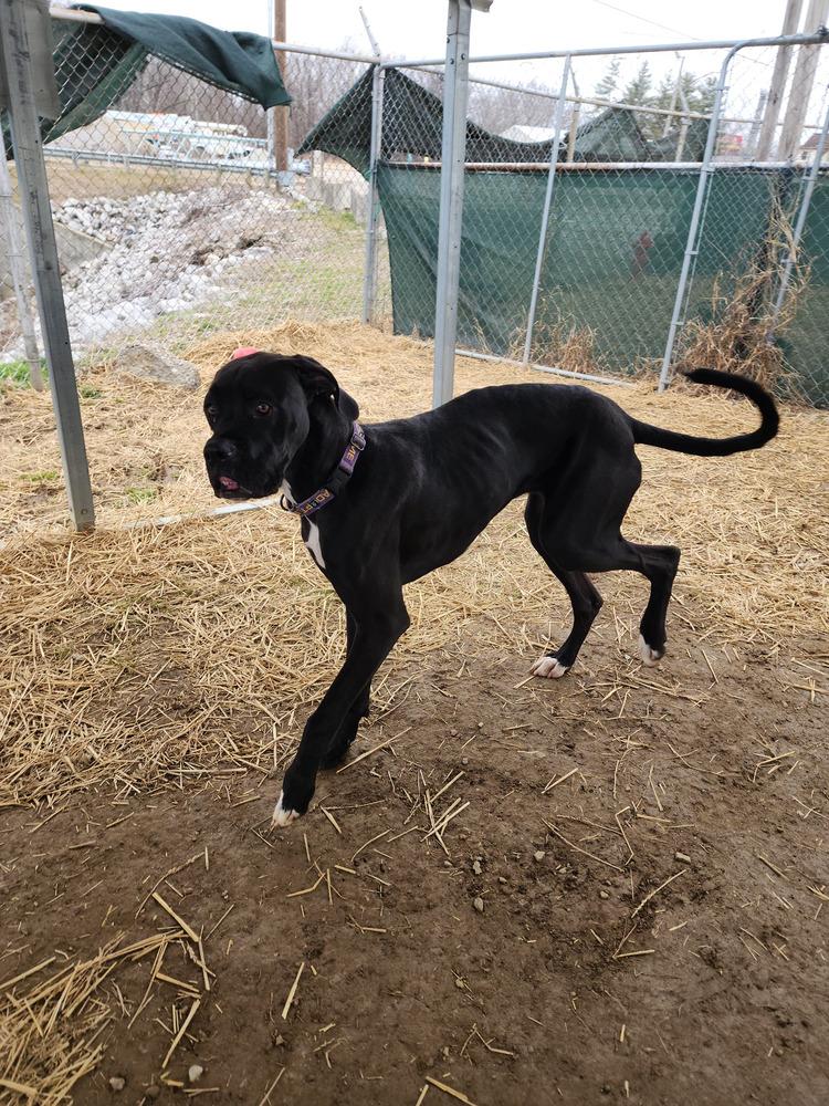 Enlarge Chipmunk, a Adoptable mixed breed in Evansville, IN image 3/6