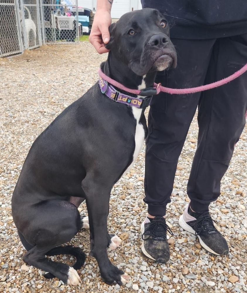 Enlarge Chipmunk, a Adoptable mixed breed in Evansville, IN image 4/6