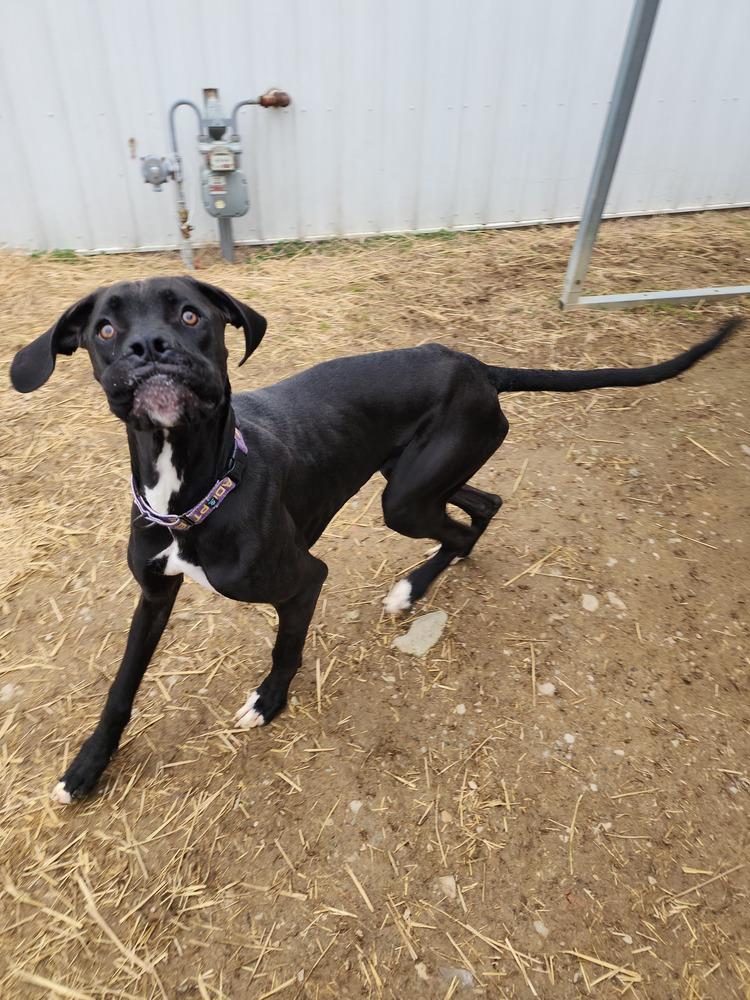 Enlarge Chipmunk, a Adoptable mixed breed in Evansville, IN image 6/6