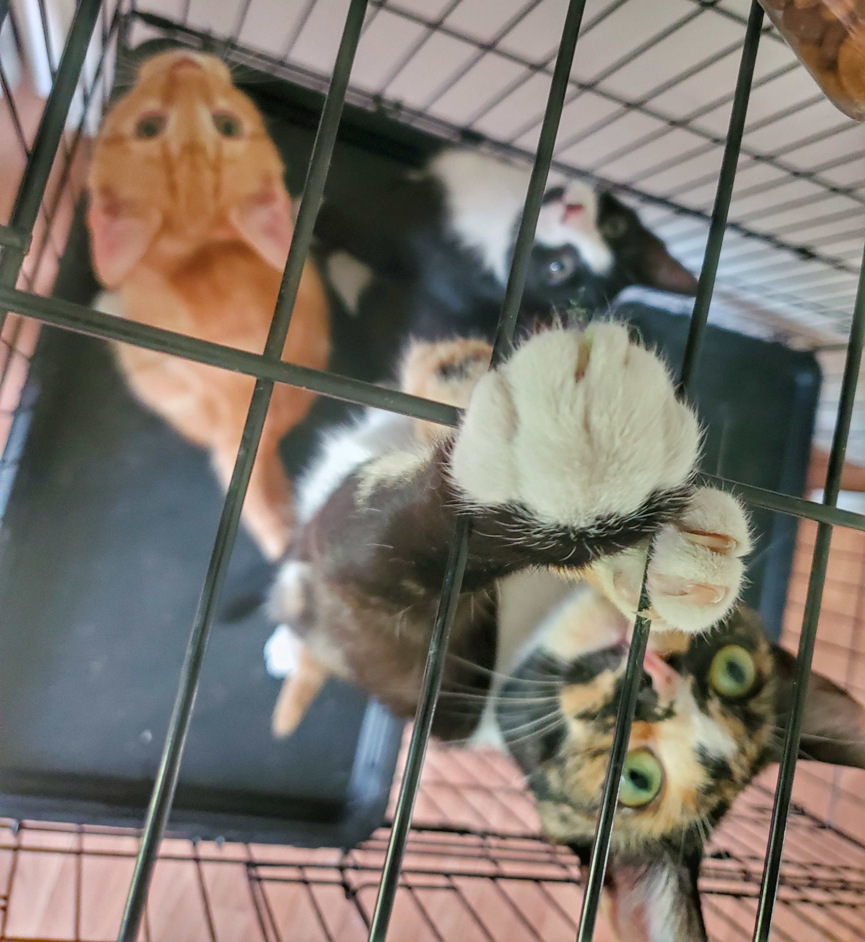 Sandy, Adopted, Kitten Female Domestic Short Hair.