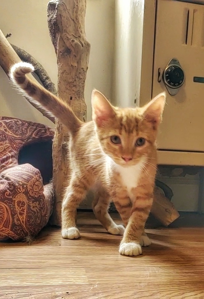 Sandy, a Adopted mixed breed in Tabor City, NC image 2/11