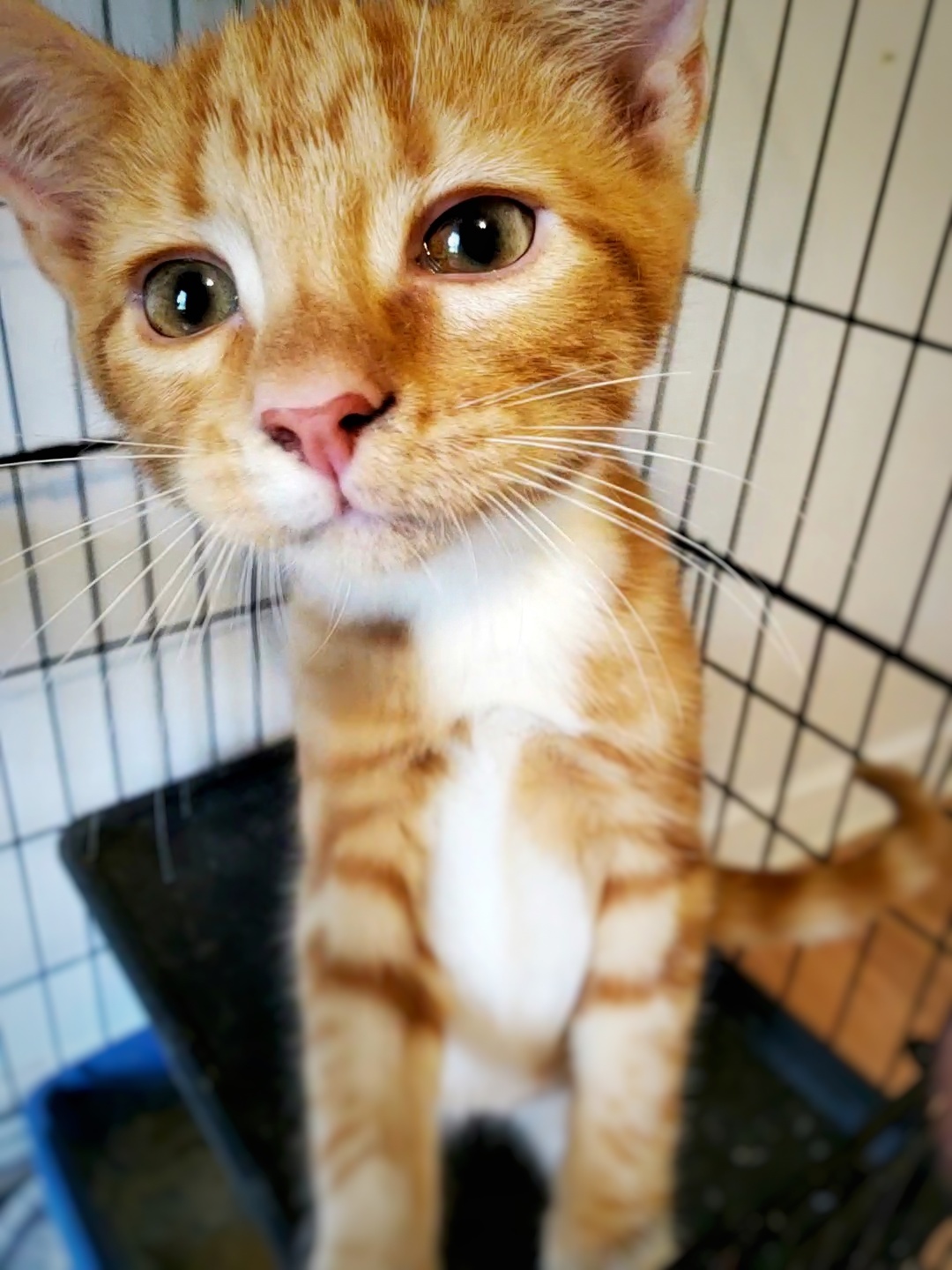 Sandy, a Adopted mixed breed in Tabor City, NC image 3/11