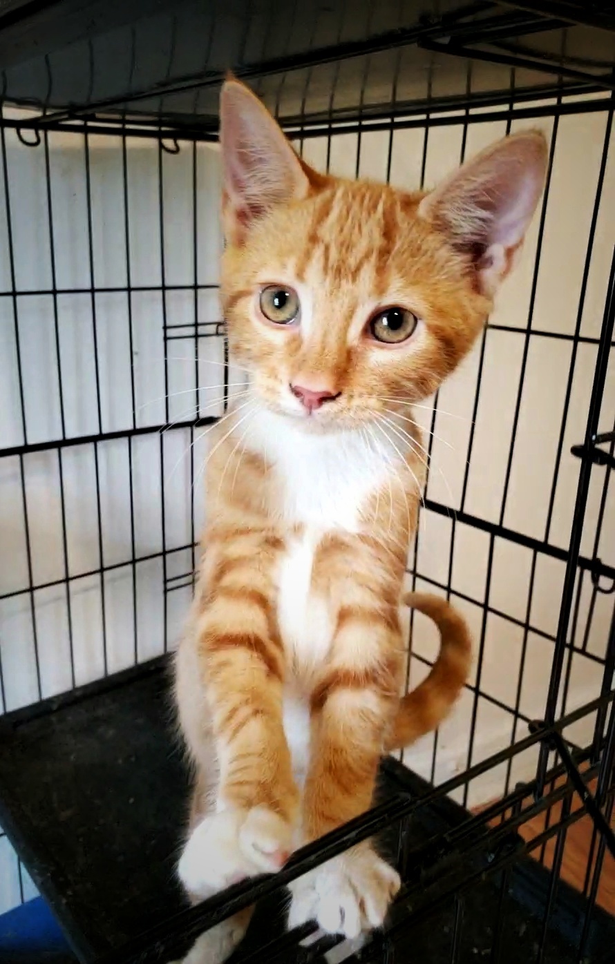 Sandy, a Adopted mixed breed in Tabor City, NC image 4/11