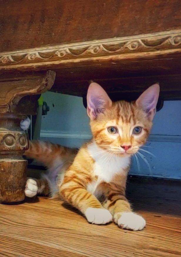 Sandy, a Adopted mixed breed in Tabor City, NC image 5/11