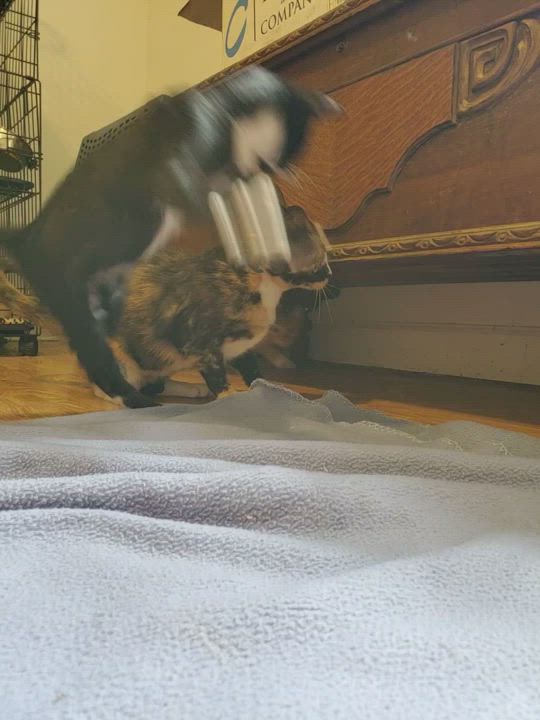 Enlarge Sandy, a Adopted mixed breed in Tabor City, NC video 11/11