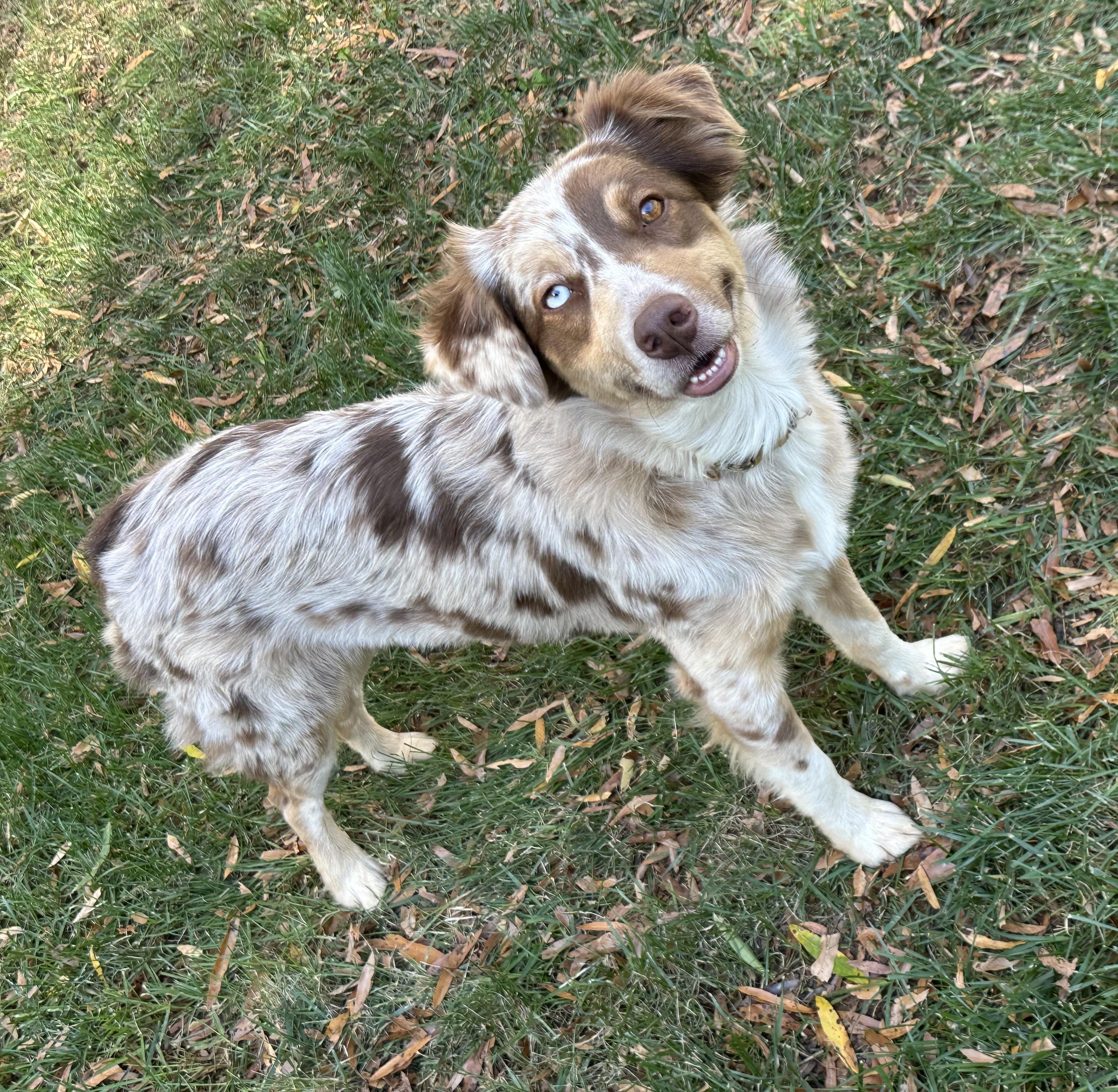 Minnie, Adoptable, Adult Female Australian Shepherd.
