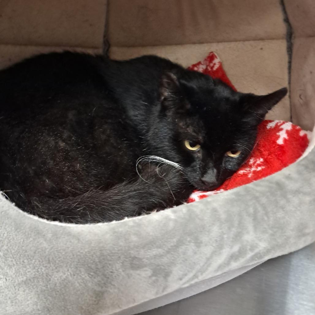 Enlarge Oliver, a Adoptable Domestic Short Hair in East Smithfield , PA image 1/1