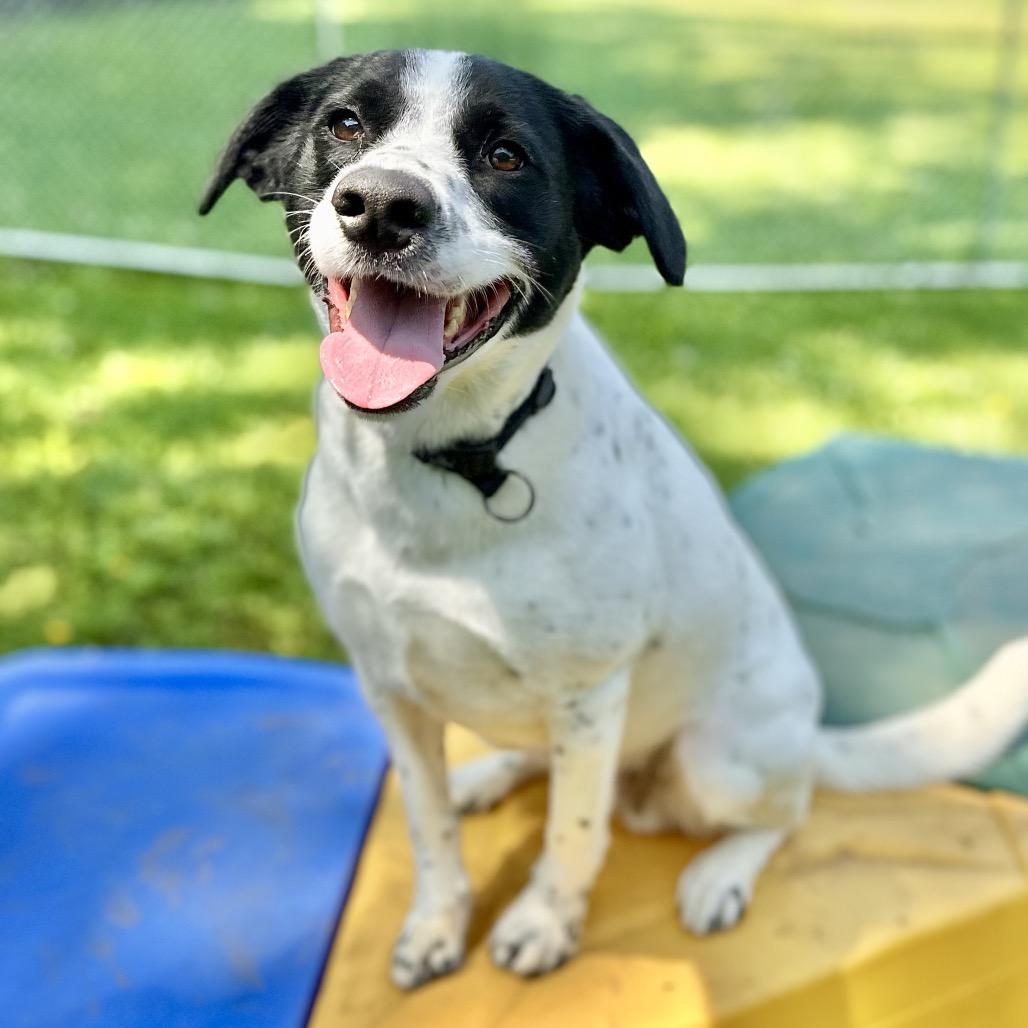 Shawn, a Adoptable Mixed Breed in Warrensburg, MO image 1/6