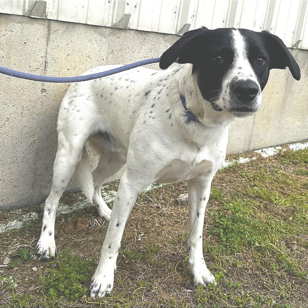 Shawn, a Adoptable Mixed Breed in Warrensburg, MO image 2/6