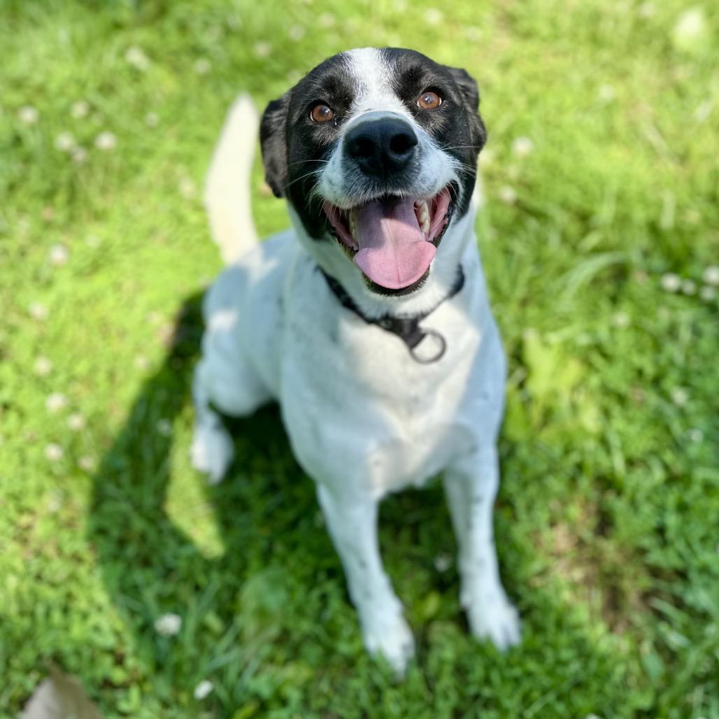 Shawn, a Adoptable Mixed Breed in Warrensburg, MO image 3/6