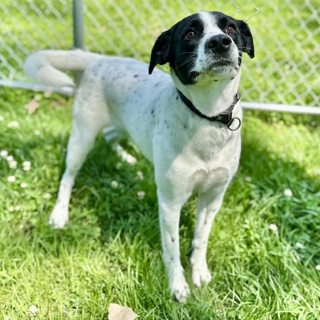 Shawn, a Adoptable Mixed Breed in Warrensburg, MO image 4/6