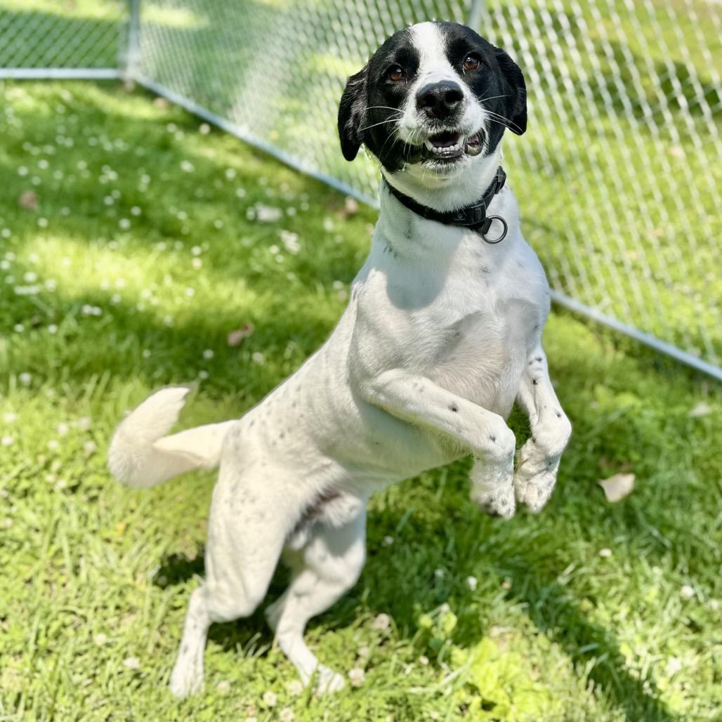 Shawn, a Adoptable Mixed Breed in Warrensburg, MO image 5/6