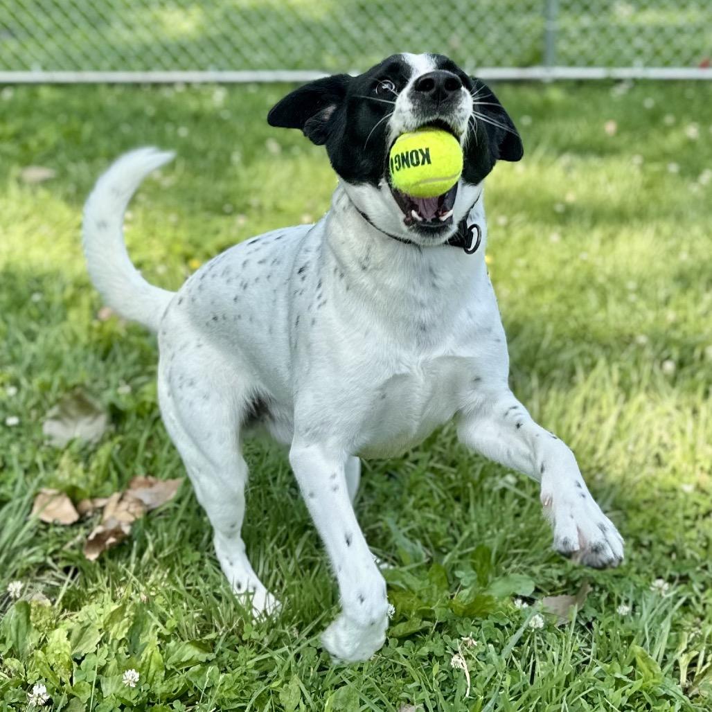 Shawn, a Adoptable Mixed Breed in Warrensburg, MO image 6/6