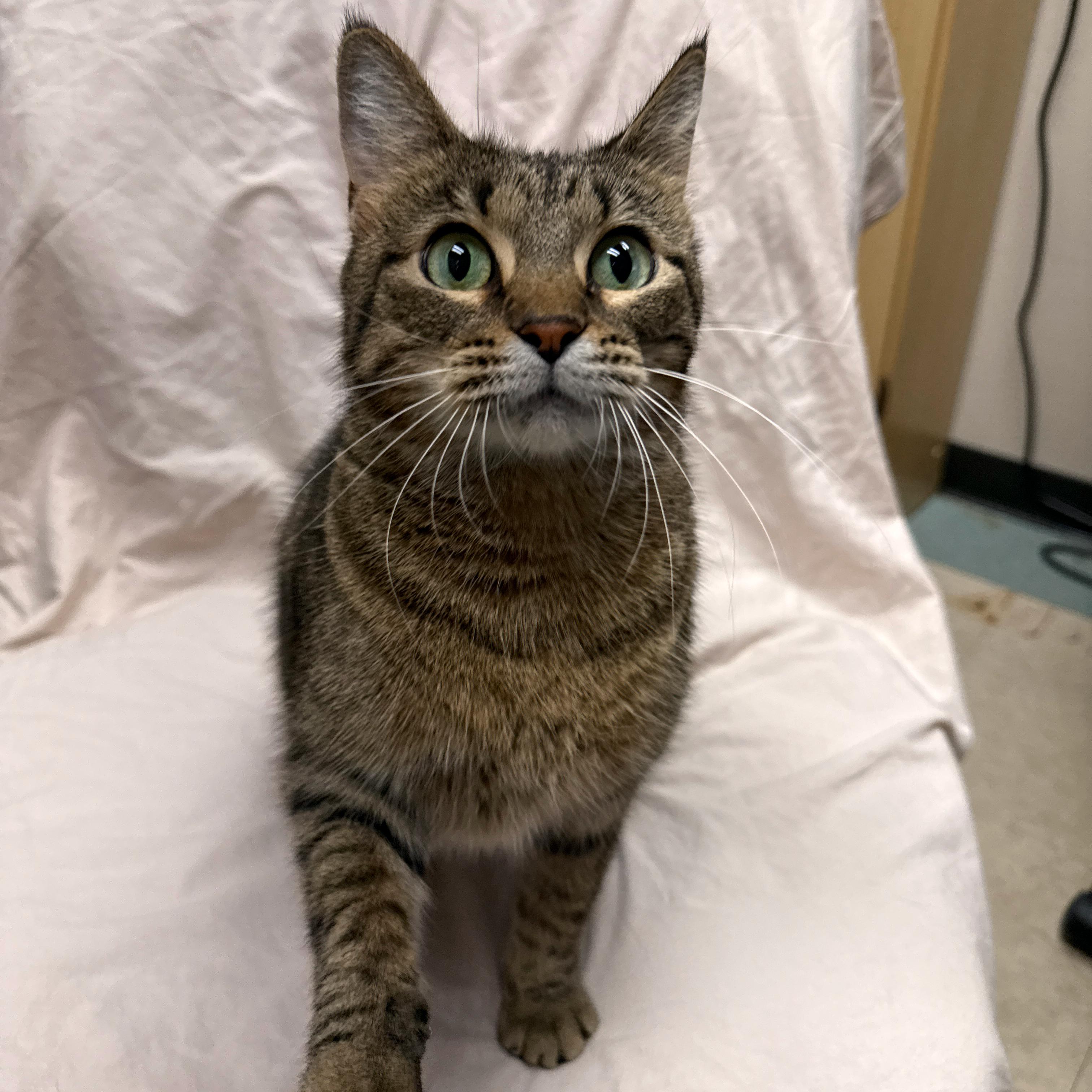 Dee, a Adoptable Domestic Short Hair in Urbana, IL image 3/4