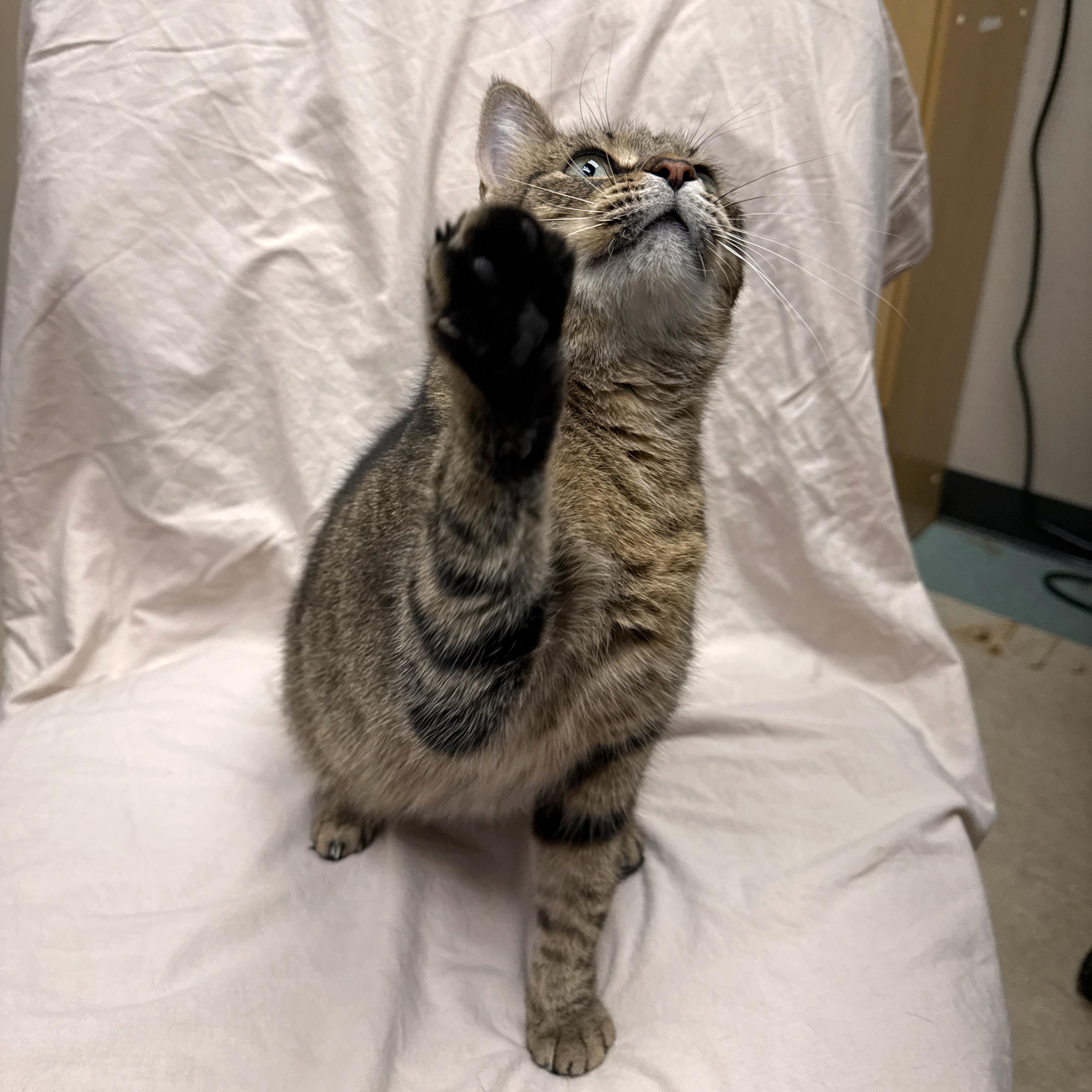 Dee, a Adoptable Domestic Short Hair in Urbana, IL image 2/4