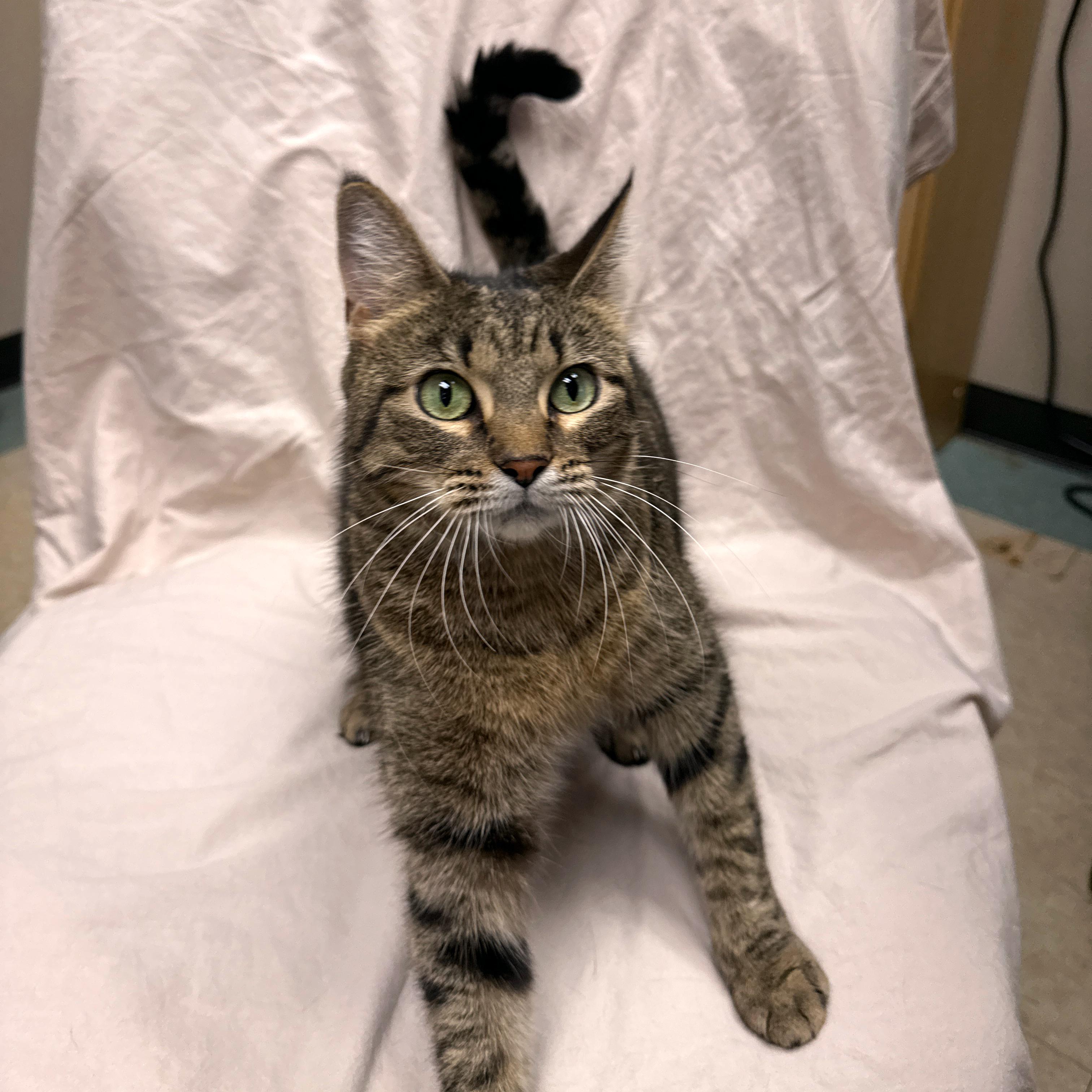 Dee, a Adoptable Domestic Short Hair in Urbana, IL image 1/4