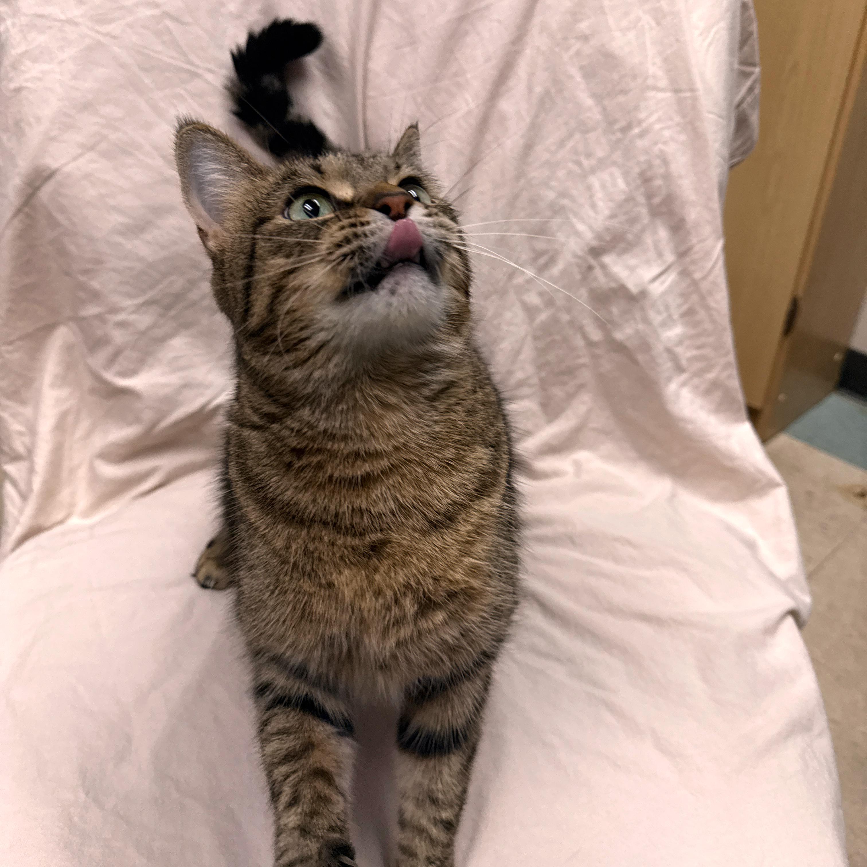 Dee, a Adoptable Domestic Short Hair in Urbana, IL image 4/4