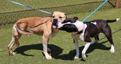 Little Foot, a ADOPTABLE Mixed Breed in Athens, GA image 5/5
