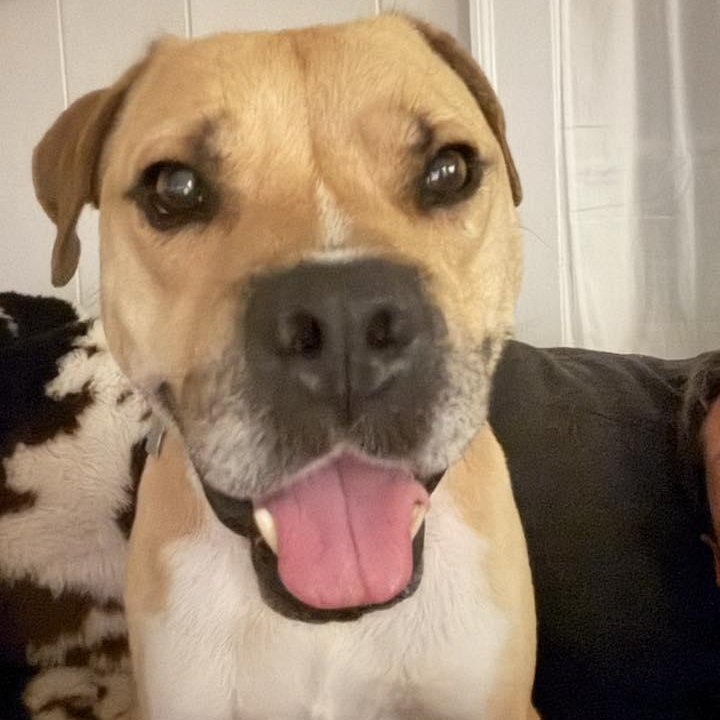 Little Foot, ADOPTABLE, Adult Male Mixed Breed.
