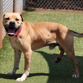 Little Foot, a ADOPTABLE Mixed Breed in Athens, GA image 3/5
