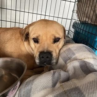 Little Foot, a ADOPTABLE Mixed Breed in Athens, GA image 4/5